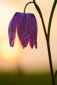 Die Schachblume auf einer Wiese während eines schönen Frühlings-Sonnenuntergangs