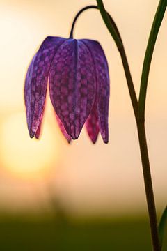 Kievitsbloem close-up in een weiland tijdens zonsondergang