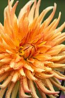 Fiery dahlia blossom