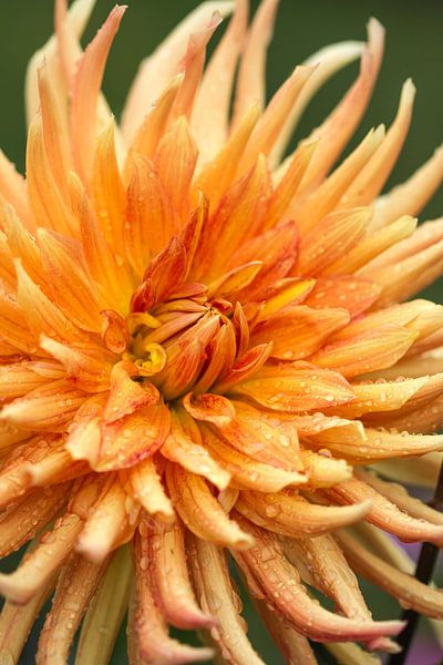 Fleurs de dahlia en feu par Joachim Küster