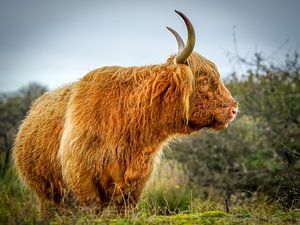 Highlander in dune by Dirk van Egmond