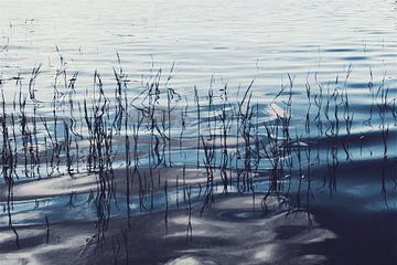 Roseaux dans le lac sur Dirk Wüstenhagen