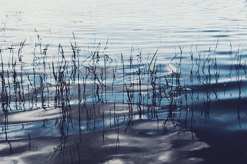 Riet in het meer