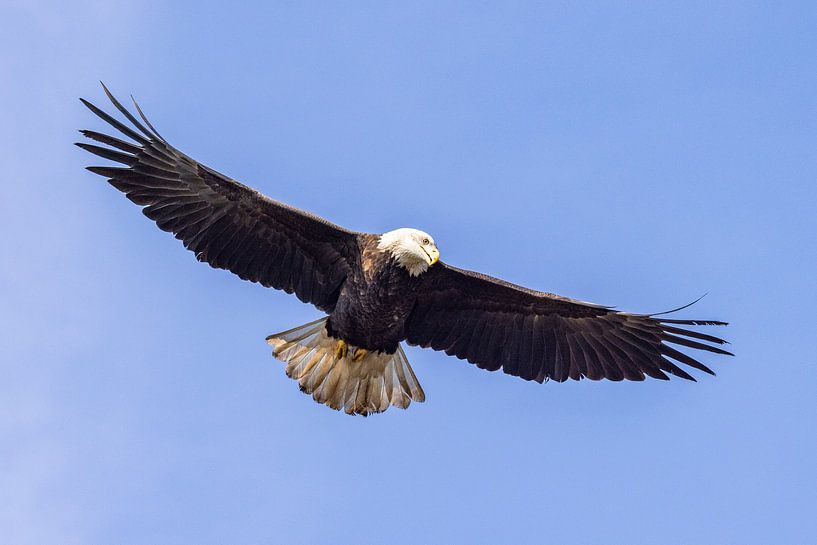 American bald eagle or Bald Eagle (Haliaeetus leucocephalus) by Gert Hilbink