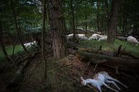 Bambi is dood van Marc Baars thumbnail