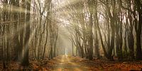 Gouden uur in het Speulderbos