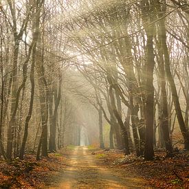 L'heure d'or dans la forêt de Speulder sur Sander Strijdhorst