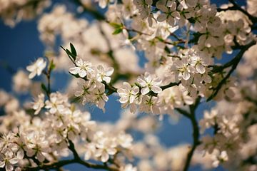 Magie des fleurs blanches sur marlika art