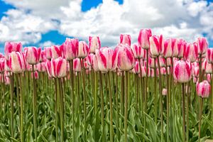 Rood-witte tulpen op steel van eric van der eijk