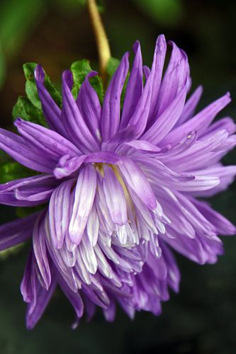Aster blau