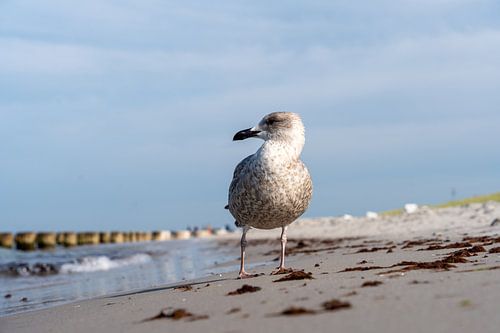 Möve on the beach in Ahrenshoop on the Baltic Sea coast in Fischland D
