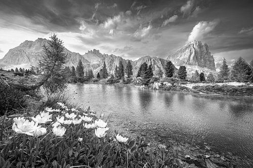 Bergmeer met bergbloemen in de Dolomieten in Zuid-Tirol in zwart-wit