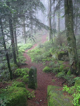 Mystischer Schwarzwald - Pfade der Stille I