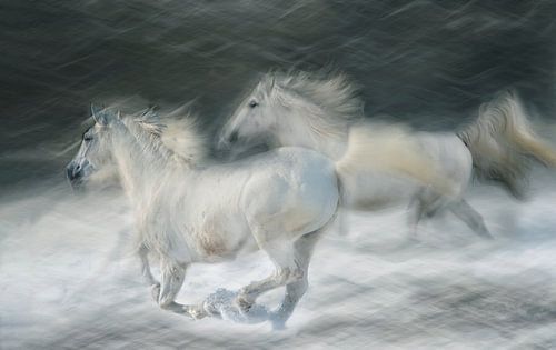  im Duell galoppieren