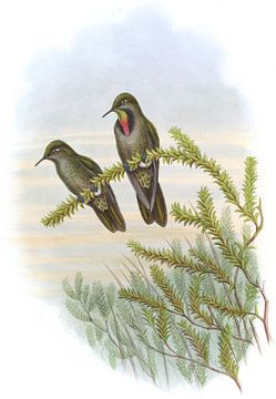 Olivaceous Thornbill, John Gould van Hummingbirds