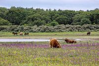 Alles puur natuur