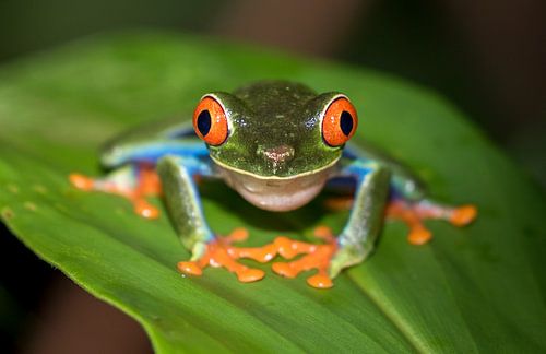 La rainette aux yeux rouges est prête pour ça.