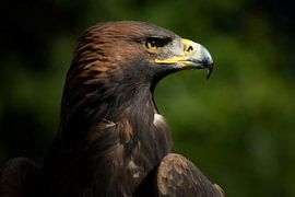 Fischadler von Rob Jansen