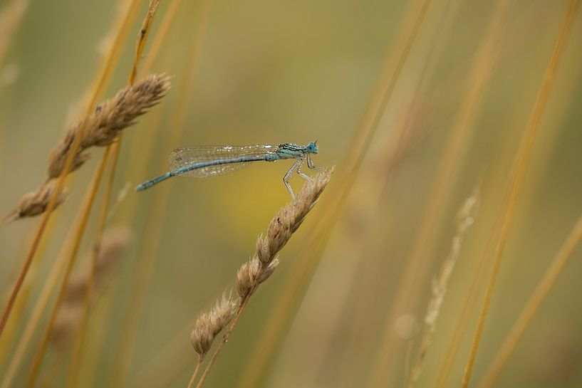 Damselfly with dewdrops by Moetwil en van Dijk - Fotografie