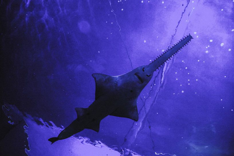 Under the Sea by Hello Pompoyo