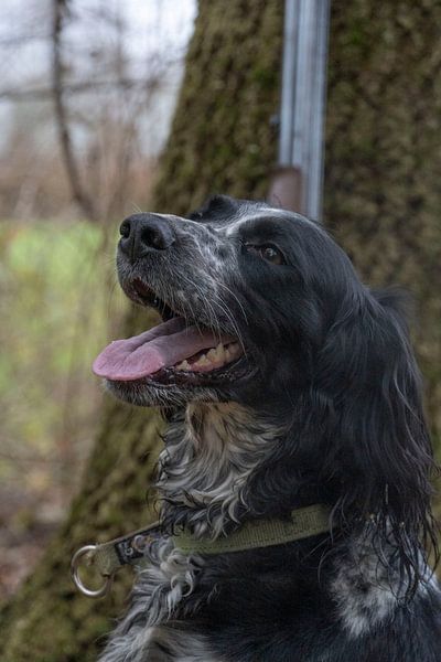 The Hunting by Frans Bovens