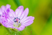 kleine Wildblume mit Stößel