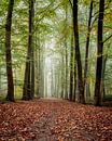 nebliger Herbstwald von Arnoud van der Aart Miniaturansicht