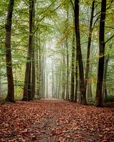 nebliger Herbstwald