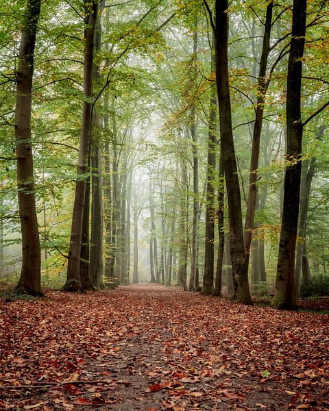 nebliger Herbstwald von Arnoud van der Aart