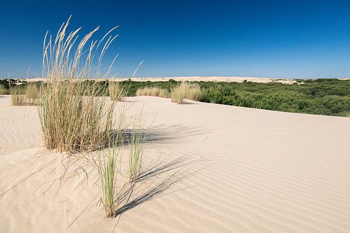 Helmet grass in Doñana, Spain by Martijn Smeets