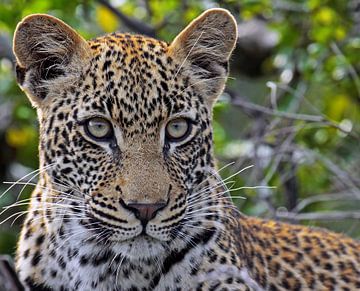 De luipaard - Wilde dieren in Afrika van W. Woyke