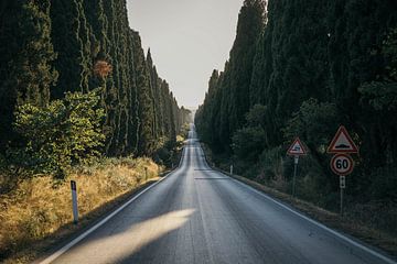 Bolgheri Road revisited by Stefan Lucassen