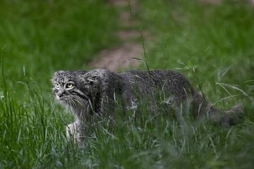 Gaat doelgericht. Wilde pluizige kat Pallas' strenge blik in smaragdgroen gras