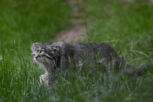 Gaat doelgericht. Wilde pluizige kat Pallas' strenge blik in smaragdgroen gras