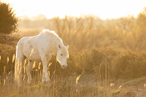 Wandelend Camargue Paard