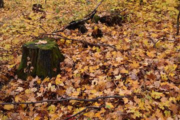Des feuilles dans une forêt à l'automne sur Claude Laprise