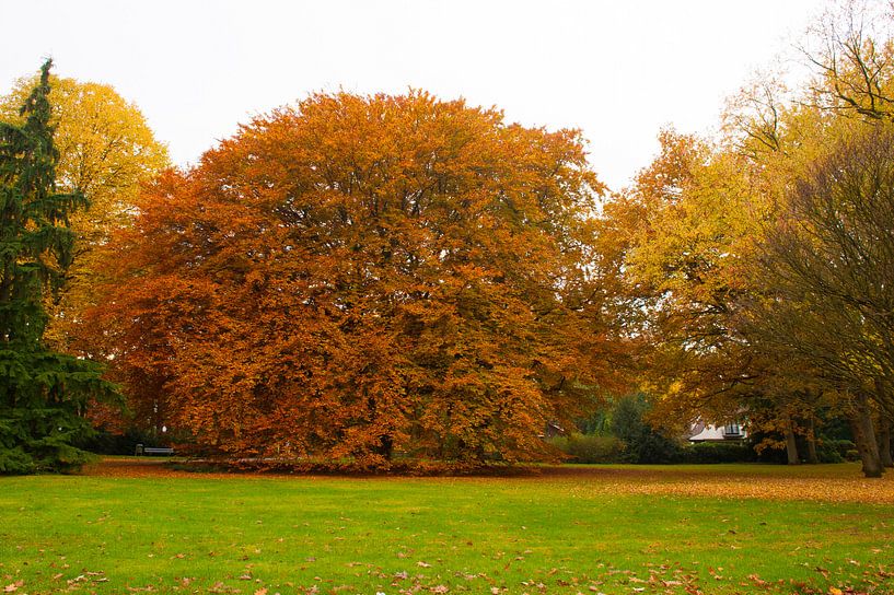 Herfst...Autumn by Brian Morgan