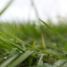 Close-up van ochtenddauw op het gras van Wouter Vriens