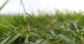 Morgentau auf dem Rasen