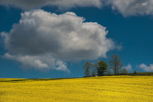 Koolzaadveld in volle bloei met blauwe lucht en wolk