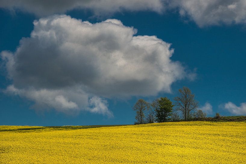 Koolzaadveld in volle bloei met blauwe lucht en wolk par Harrie Muis