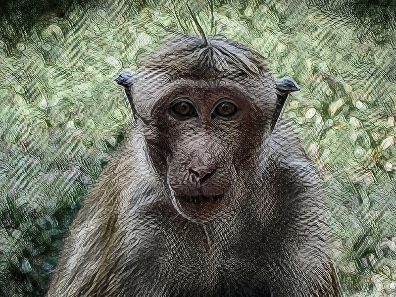 Blickkontakt mit einem Affen in Sri Lanka von Rietje Bulthuis