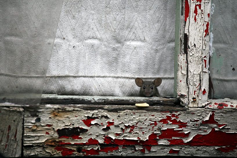 Mouse in the House by Paul Schrandt