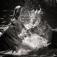 combattre les hippopotames dans l'eau
