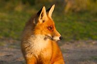 Fox in the evening sun