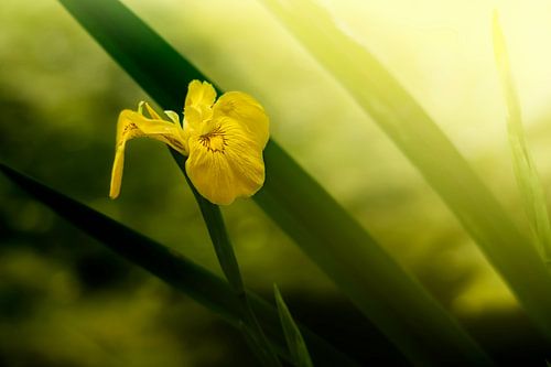 Gelbe Lis in Diagonale