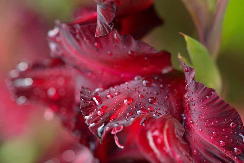 Large-flowered gladiolus (Black Surprise) by Karin Jähne