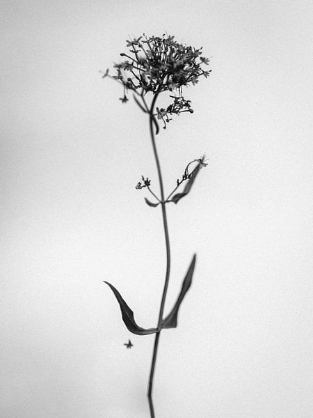 Amid the Flowers 9 van Teis Albers