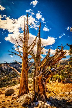 Eenzame dode pijnboom bij Tioga Pass in Yosemite National Park Californië VS van Dieter Walther