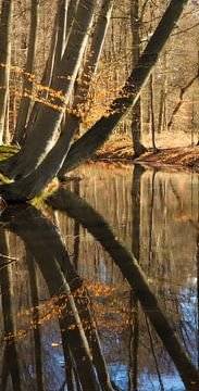 Reflectie in het water, scheef groeiende bomen